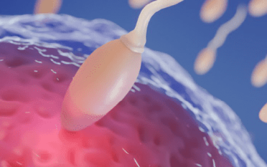 servicios procrear inseminacion artificial homologa heterologa